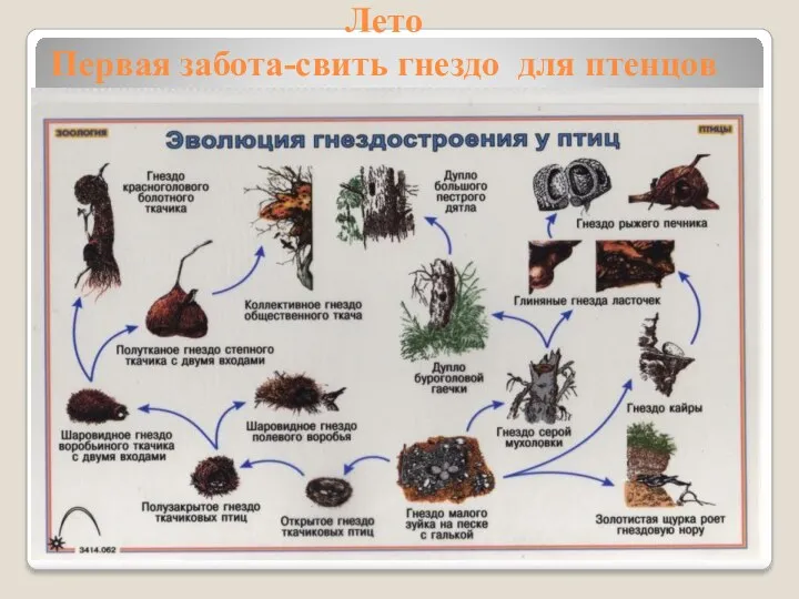 Лето Первая забота-свить гнездо для птенцов