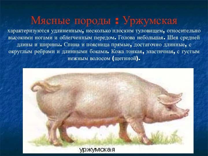 Мясные породы : Уржумская характеризуются удлиненным, несколько плоским туловищем, относительно