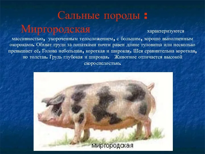 Сальные породы : Миргородская характеризуются массивностью, укороченным телосложением, с большим,