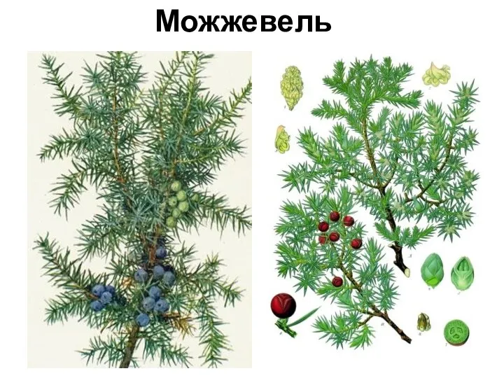 Можжевельник