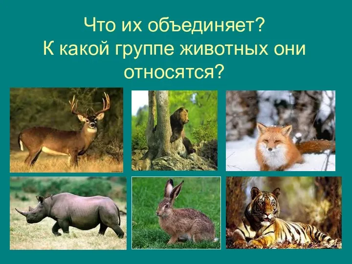 Что их объединяет? К какой группе животных они относятся?