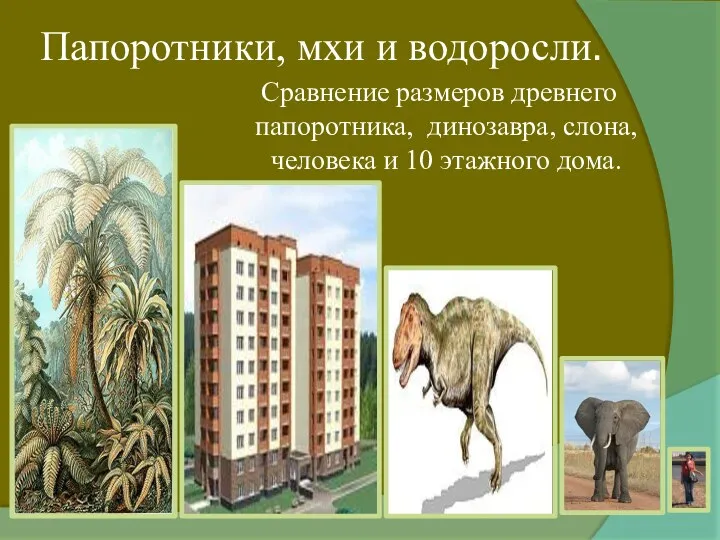 Папоротники, мхи и водоросли. Сравнение размеров древнего папоротника, динозавра, слона, человека и 10 этажного дома.