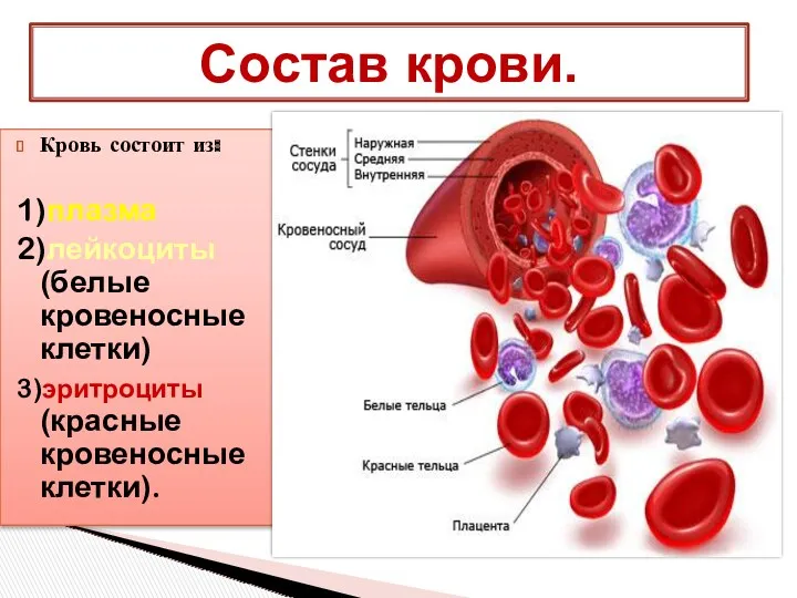 Кровь состоит из: 1)плазма 2)лейкоциты (белые кровеносные клетки) 3)эритроциты (красные кровеносные клетки). Состав крови.