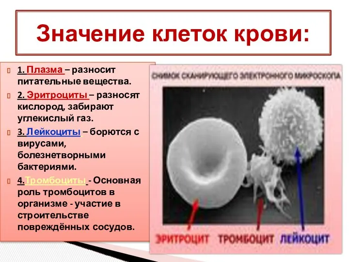 1. Плазма – разносит питательные вещества. 2. Эритроциты – разносят