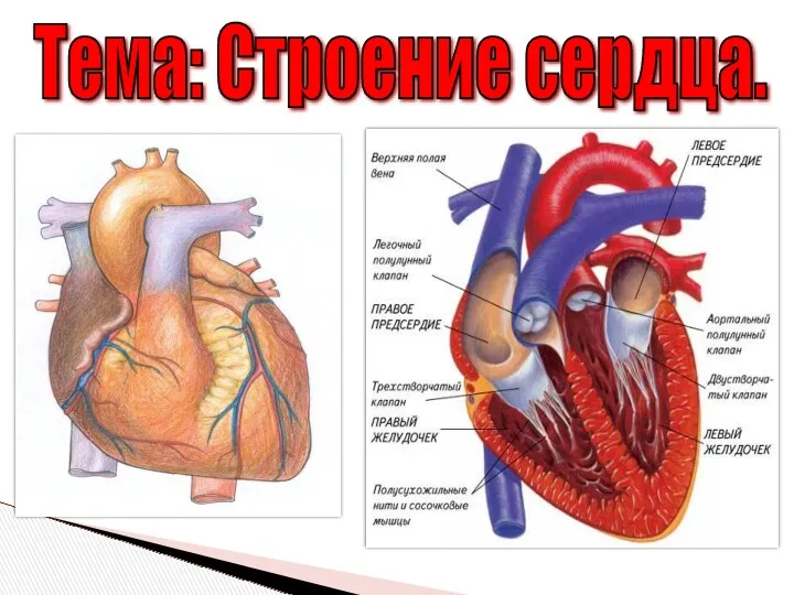 Тема: Строение сердца.