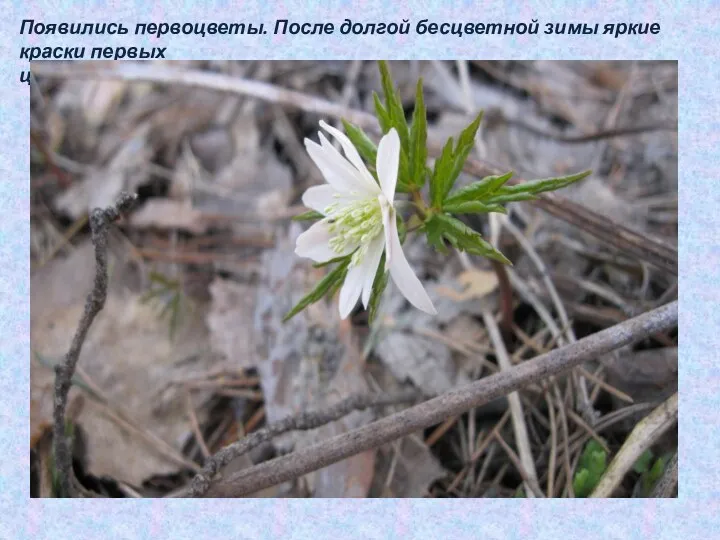 Появились первоцветы. После долгой бесцветной зимы яркие краски первых цветов радуют глаз!