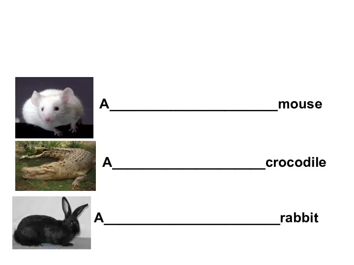 A______________________mouse A____________________crocodile A_______________________rabbit