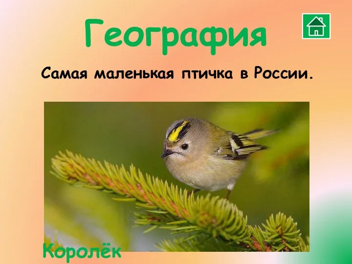 Самая маленькая птичка в России. География Королёк