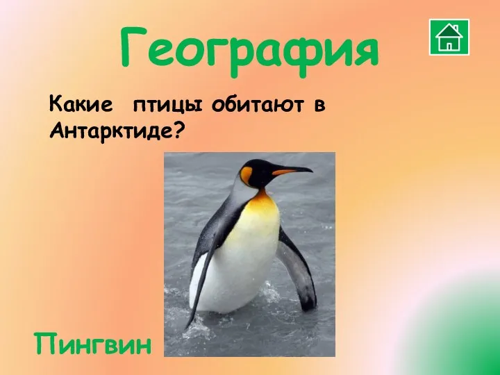 Какие птицы обитают в Антарктиде? География Пингвин
