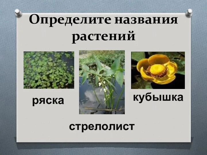 Определите названия растений ряска стрелолист кубышка