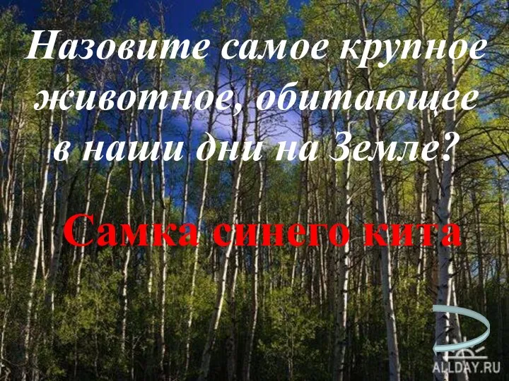 Назовите самое крупное животное, обитающее в наши дни на Земле? Самка синего кита