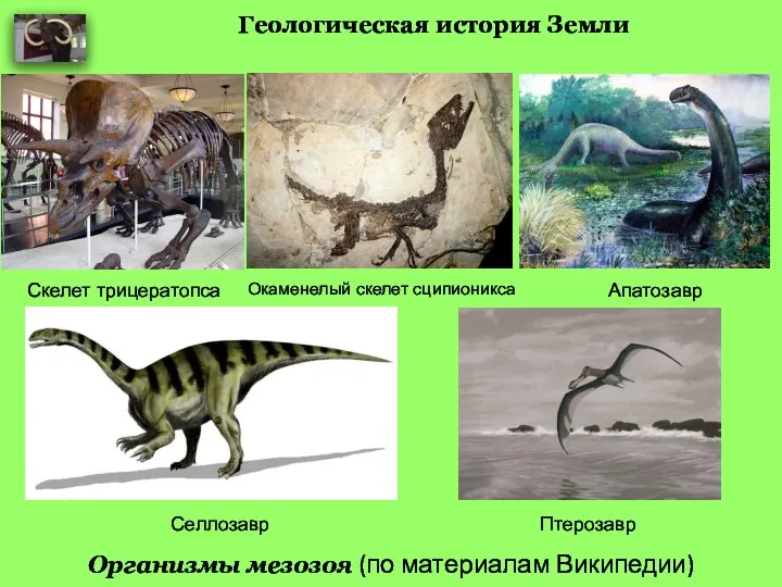 Геологическая история Земли Организмы мезозоя (по материалам Википедии) Скелет трицератопса Окаменелый скелет сципионикса Апатозавр Селлозавр Птерозавр