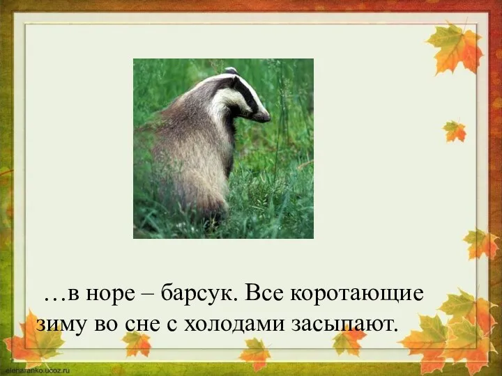 …в норе – барсук. Все коротающие зиму во сне с холодами засыпают.