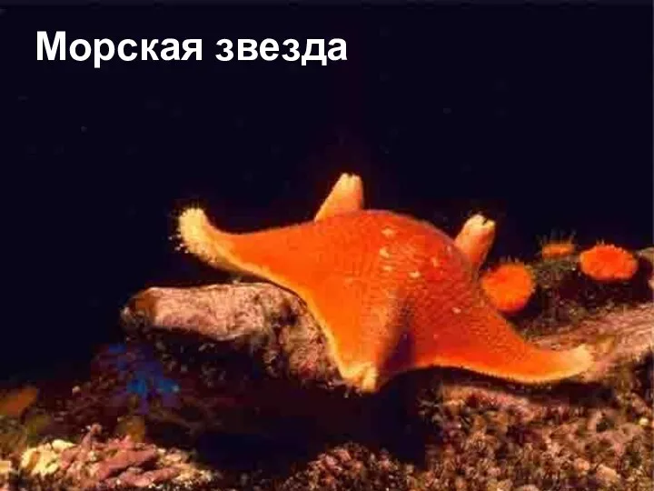 Морская звезда