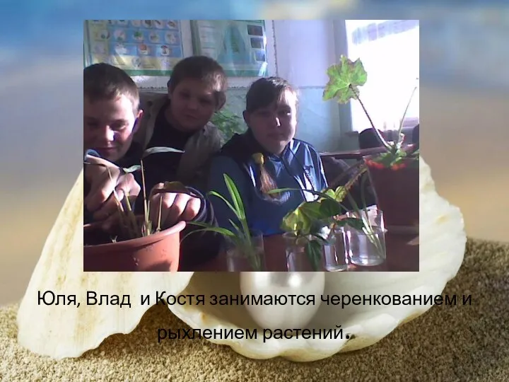 Юля, Влад и Костя занимаются черенкованием и рыхлением растений.