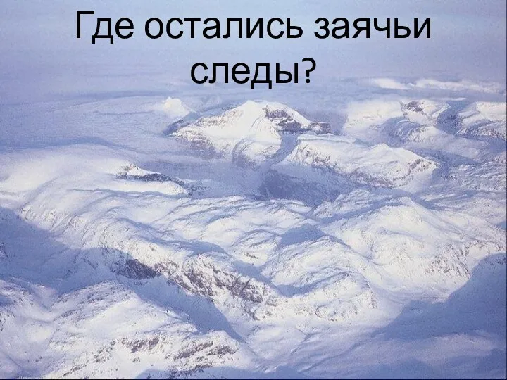 Где остались заячьи следы?