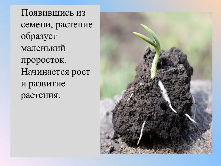 Появившись из семени, растение образует маленький проросток. Начинается рост и развитие растения.