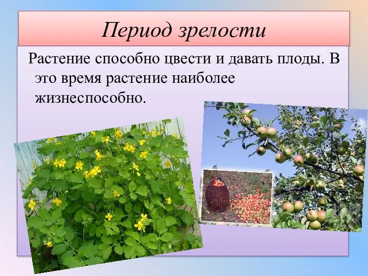 Период зрелости Растение способно цвести и давать плоды. В это время растение наиболее жизнеспособно.