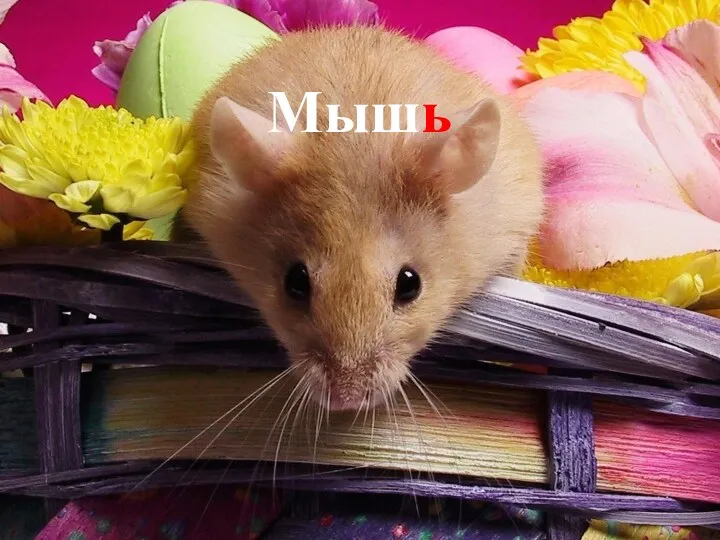 Мышь