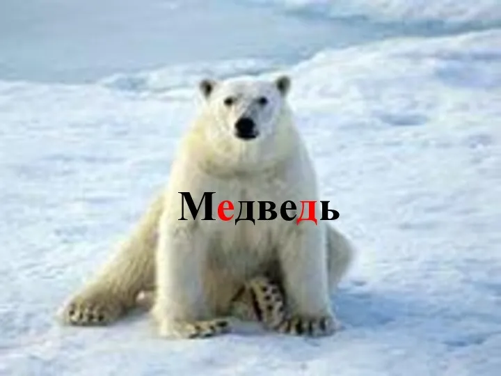 Медведь