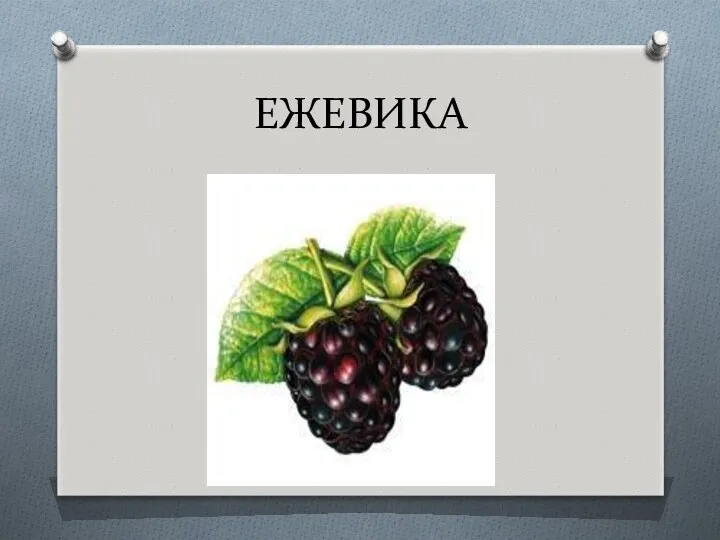 ЕЖЕВИКА