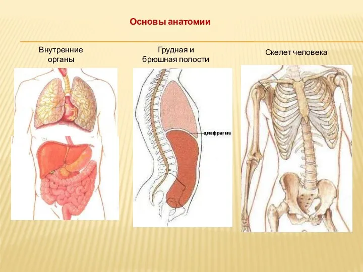 Внутренние органы Грудная и брюшная полости Скелет человека Основы анатомии