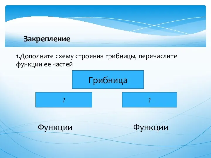 Закрепление 1.Дополните схему строения грибницы, перечислите функции ее частей Грибница ? ? Функции Функции