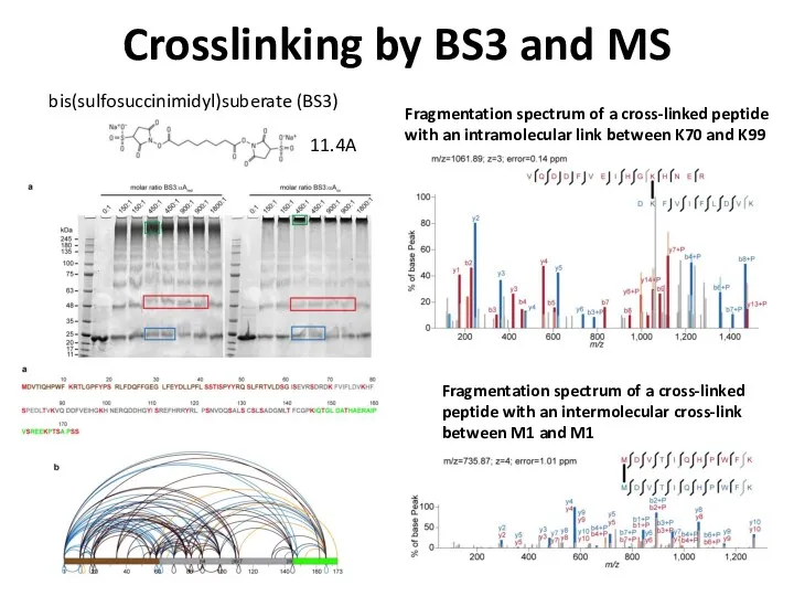 Crosslinking by BS3 and MS Fragmentation spectrum of a cross-linked