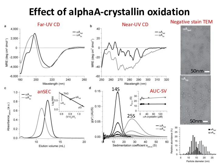 Effect of alphaA-crystallin oxidation Far-UV CD Near-UV CD anSEC AUC-SV