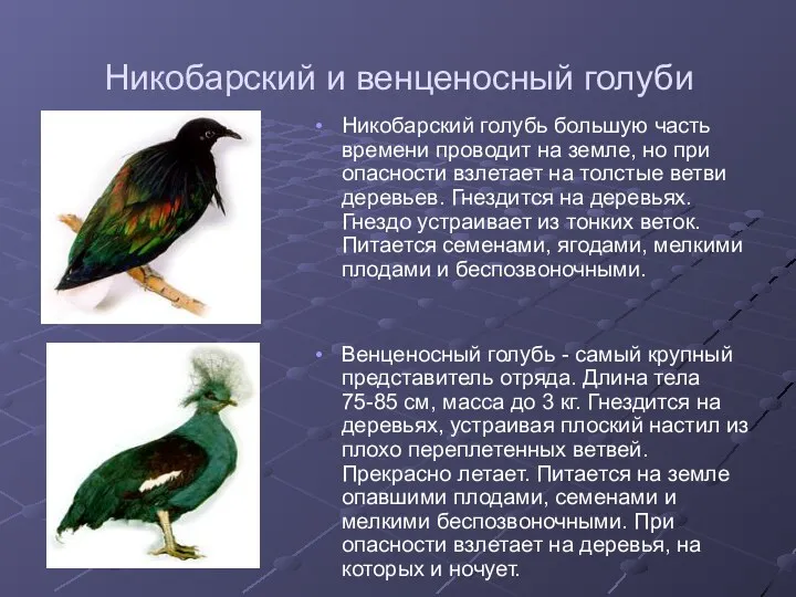 Никобарский и венценосный голуби Никобарский голубь большую часть времени проводит на земле, но