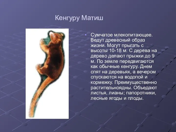 Кенгуру Матиш Сумчатое млекопитающее. Ведут древесный образ жизни. Могут прыгать с высоты 10-18