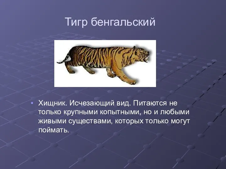 Тигр бенгальский Хищник. Исчезающий вид. Питаются не только крупными копытными, но и любыми