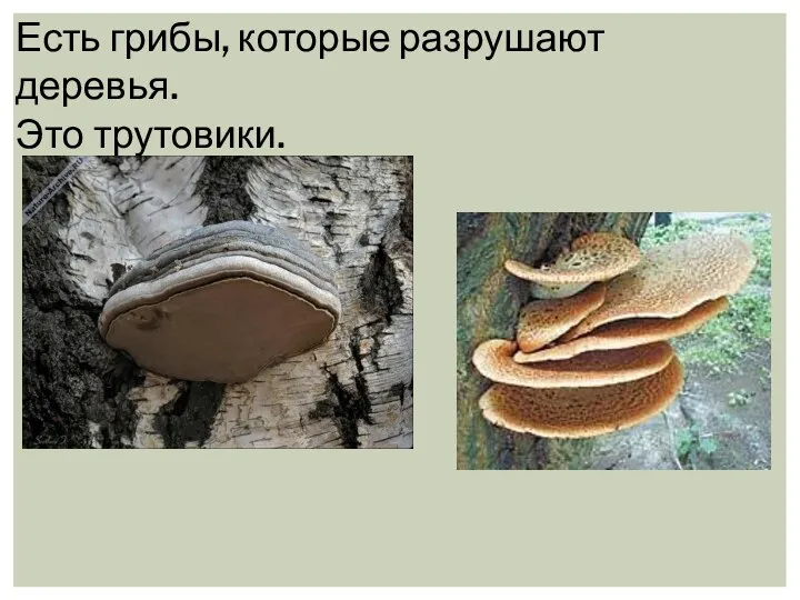Есть грибы, которые разрушают деревья. Это трутовики.