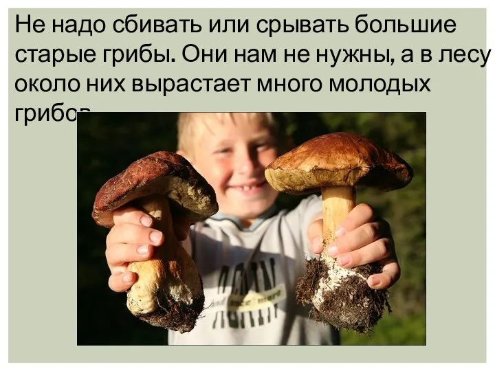 Не надо сбивать или срывать большие старые грибы. Они нам