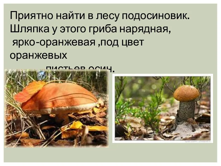 Приятно найти в лесу подосиновик. Шляпка у этого гриба нарядная, ярко-оранжевая ,под цвет оранжевых листьев осин.