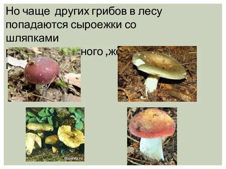Но чаще других грибов в лесу попадаются сыроежки со шляпками розового, зеленого ,жёлтого цвета.