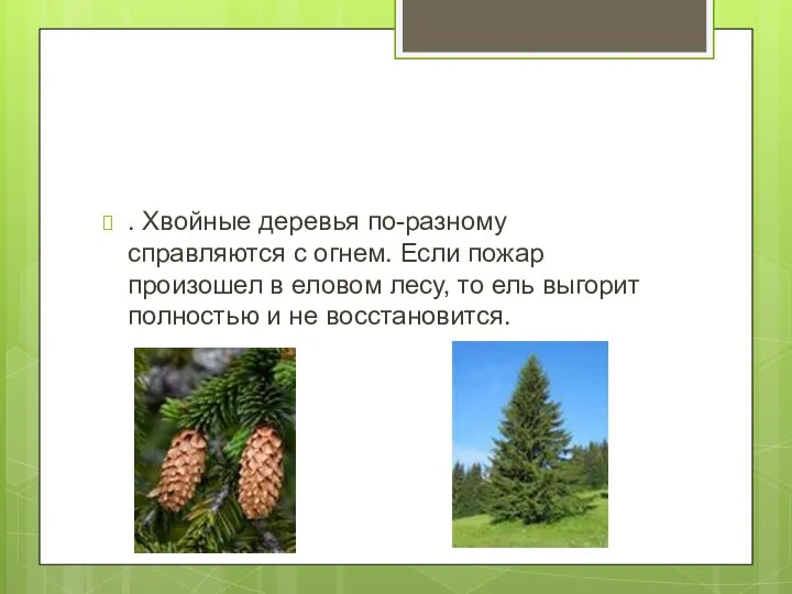 . Хвойные деревья по-разному справляются с огнем. Если пожар произошел в еловом лесу,