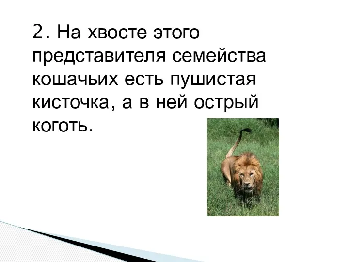 2. На хвосте этого представителя семейства кошачьих есть пушистая кисточка, а в ней острый коготь.