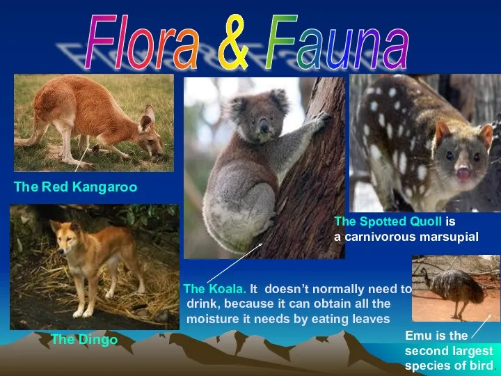 Flora & Fauna The Red Kangaroo The Spotted Quoll is