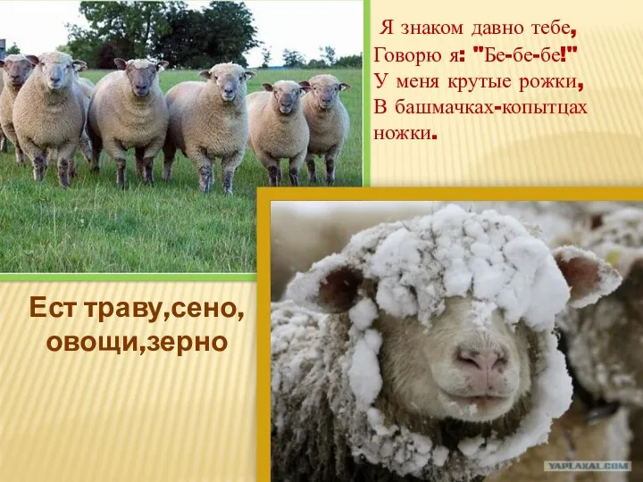 Я знаком давно тебе, Говорю я: "Бе-бе-бе!" У меня крутые рожки, В башмачках-копытцах ножки. Ест траву,сено,овощи,зерно