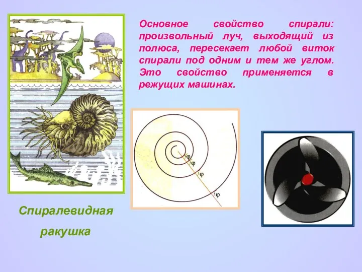 Спиралевидная ракушка Основное свойство спирали: произвольный луч, выходящий из полюса, пересекает любой виток