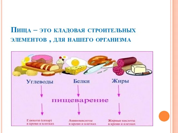 Пища – это кладовая строительных элементов , для нашего организма