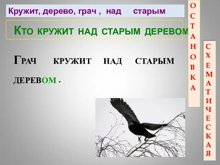 КТО КРУЖИТ НАД СТАРЫМ ДЕРЕВОМ? ГРАЧ КРУЖИТ НАД СТАРЫМ ДЕРЕВОМ