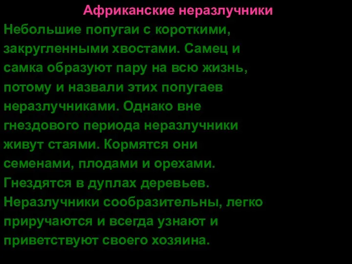 Африканские неразлучники Небольшие попугаи с короткими, закругленными хвостами. Самец и