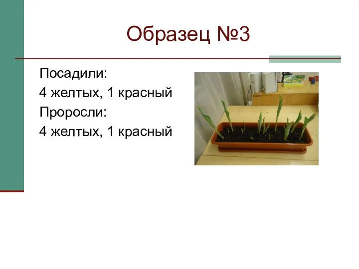 Образец №3 Посадили: 4 желтых, 1 красный Проросли: 4 желтых, 1 красный