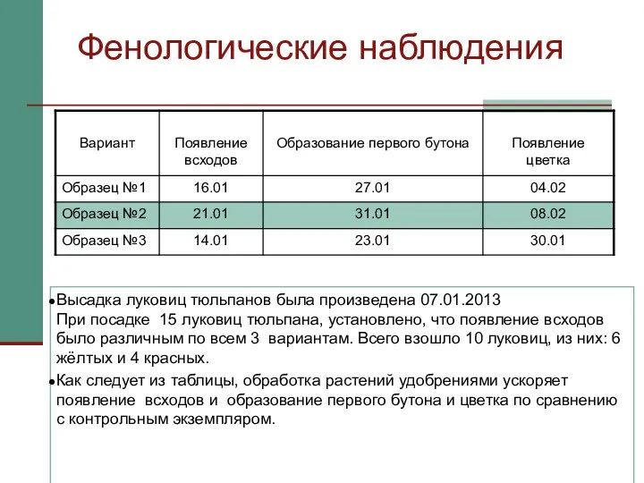 Фенологические наблюдения Высадка луковиц тюльпанов была произведена 07.01.2013 При посадке