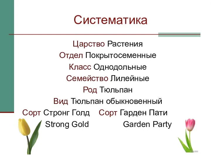 Систематика Царство Растения Отдел Покрытосеменные Класс Однодольные Семейство Лилейные Род