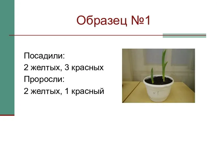 Образец №1 Посадили: 2 желтых, 3 красных Проросли: 2 желтых, 1 красный