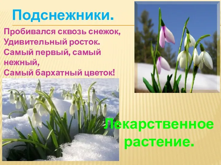 Подснежники. Пробивался сквозь снежок, Удивительный росток. Самый первый, самый нежный, Самый бархатный цветок! Лекарственное растение.