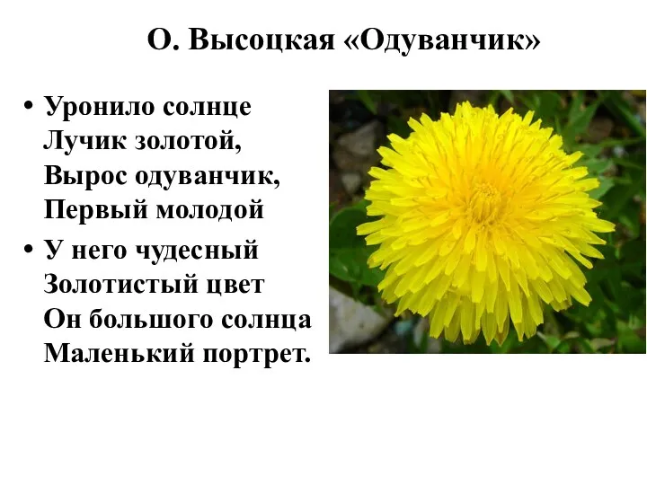 О. Высоцкая «Одуванчик» Уронило солнце Лучик золотой, Вырос одуванчик, Первый молодой У него